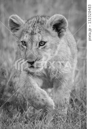 Mono lion cub crosses grass lifting paw 132328483