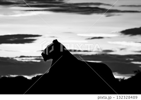 Mono lioness silhouette in profile at sunrise 132328489