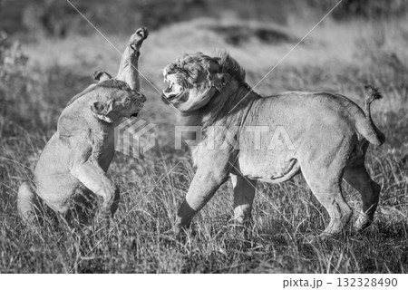 Mono lioness slaps male lion after mating Mono lioness slaps male lion after mating 132328490