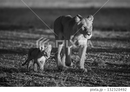 Mono lioness walking along airstrip by cub Mono lioness walking along airstrip by cub 132328492