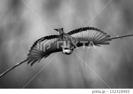 Mono little bee-eater takes off towards camera Mono little bee-eater takes off towards camera 132328493