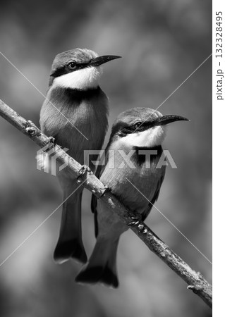 Mono little bee-eaters with catchlights on branch Mono little bee-eaters with catchlights on branch 132328495