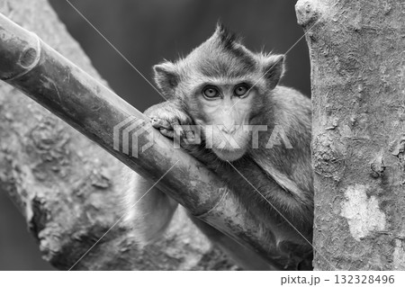 Mono long-tailed macaque leaning head on paws 132328496