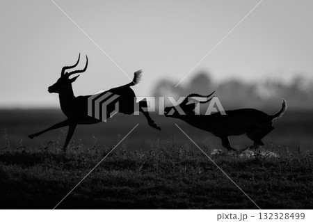 Mono male impala chases another in silhouette 132328499