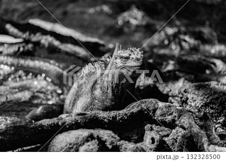 Mono marine iguana among roots facing camera 132328500