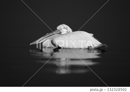 Mono pelican casts reflection in blue lake 132328502