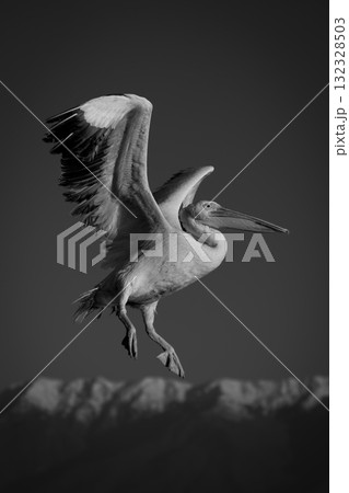 Mono pelican flies past mountains at dawn Mono pelican flies past mountains at dawn 132328503