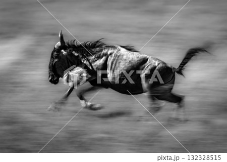 Mono slow pan of blue wildebeest galloping 132328515
