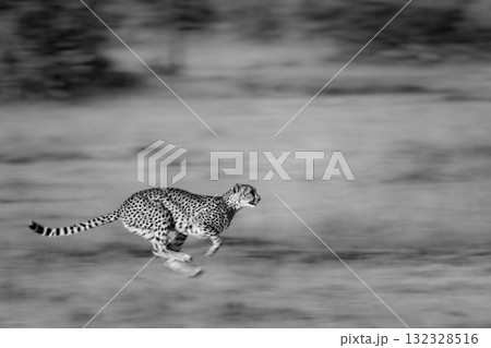 Mono slow pan of cheetah crossing grassland 132328516