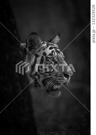 Mono tiger stands poking head past tree Mono tiger stands poking head past tree 132328526