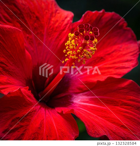 赤いハイビスカスの花 132328584