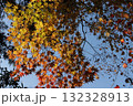 快晴の青空をバックに映える夕方のもみじ 132328913