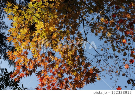 快晴の青空をバックに映える夕方のもみじ 快晴の青空をバックに映える夕方のもみじ 132328913