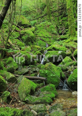 苔むす岩場を水が流れ落ちる四万十川源流点の景色 苔むす岩場を水が流れ落ちる四万十川源流点の景色 132330470