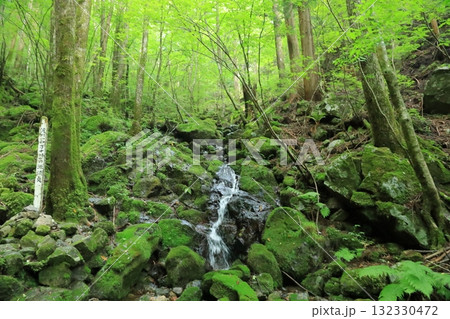 四万十川源流点の清流の静謐な風景 四万十川源流点の清流の静謐な風景 132330472