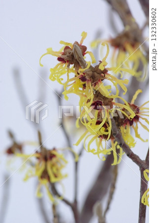 シナマンサクの花 132330602