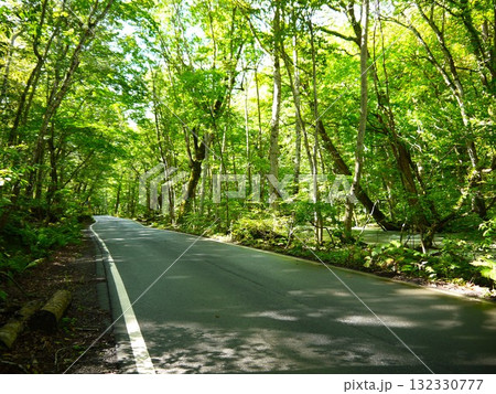 新緑の森を抜ける林道 132330777