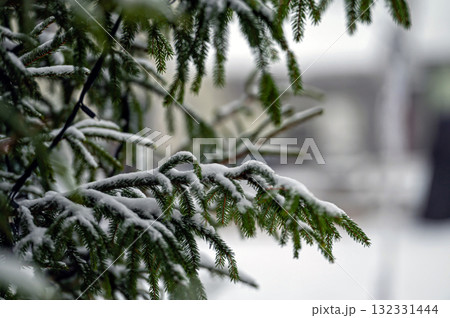 A snowy fir tree branch with copy space. Selective focus 132331444