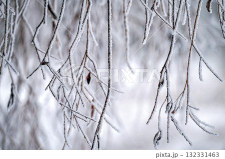 Snow on tree branches. Frost on tree branches. Nature weather closeup. Winter background. Snow on tree branches. Frost on tree branches. Nature weather closeup. Winter background. 132331463