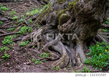 Scenic view of old tree roots covered with moss and lichen, natural background, forest environment 132331507