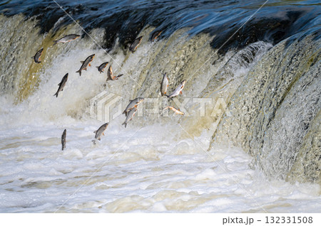 The Venta Rapid waterfall in May with fish jumping out of the water in Kuldiga in Latvia The Venta Rapid waterfall in May with fish jumping out of the water in Kuldiga in Latvia 132331508