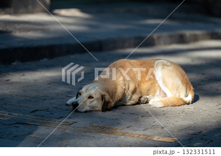 The stray dog sleeping on the street in the city, Tbilisi, Georgia 132331511