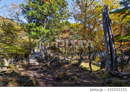 湯ノ湖周辺の遊歩道　栃木県日光市 132332153