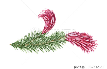 Norway spruce branch with green needle and pink female cones hand drawn in watercolor with sparkling and pencil texture. Elegant festive botanical element. Perfect for botany card and other project. 132332356