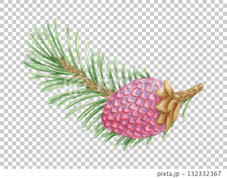 Norway spruce twig with green needle and pink male pollen cone hand drawn in watercolor with sparkling and pencil texture. Elegant festive botanical element. Perfect for botany card and other project. 132332367