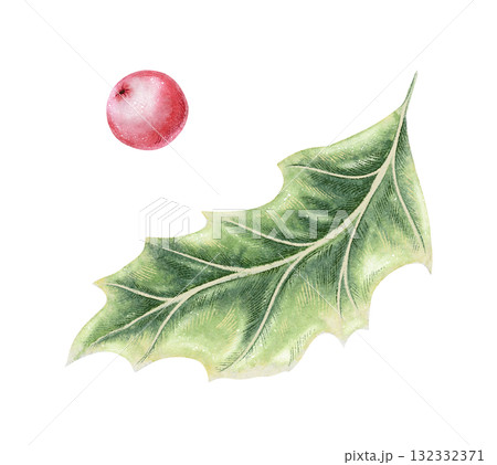 Holly green leaf and pink berry hand drawn in watercolor with sparkling and colored pencil texture. Elegant festive botanical element. Perfect for Christmas card and other seasonal botany project. 132332371