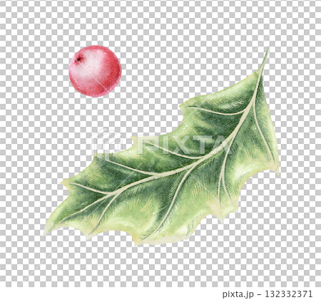 Holly green leaf and pink berry hand drawn in watercolor with sparkling and colored pencil texture. Elegant festive botanical element. Perfect for Christmas card and other seasonal botany project. 132332371