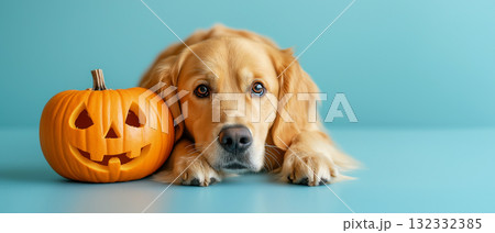 Golden Retriever with Halloween Pumpkin on a Blue Background Golden Retriever with Halloween Pumpkin on a Blue Background 132332385
