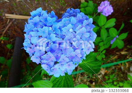 ハートのアジサイ　紫陽花　あじさい　出塩文殊堂　山形市 132333068