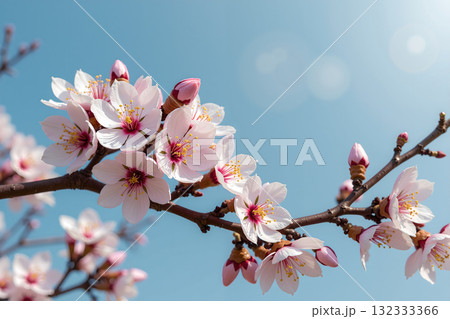 桜 さくら サクラ 132333366