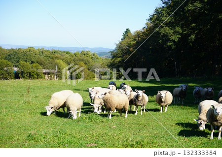 のどかに草を食む羊 のどかに草を食む羊 132333384