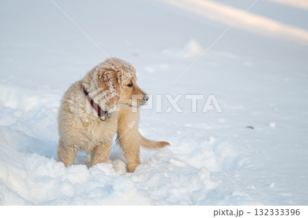 small golden retriever puppy playing in the snow 132333396