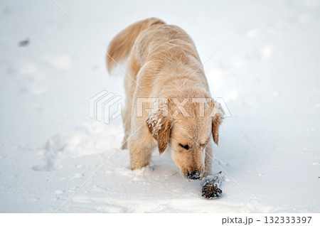 small golden retriever puppy playing in the snow 132333397