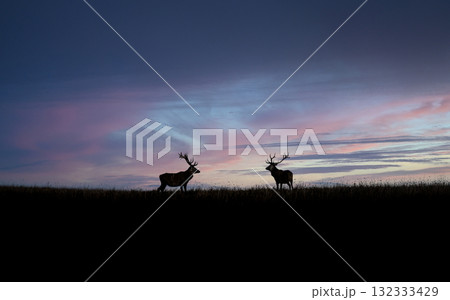 Red deer silhouettes against a colorful sunset sky in a meadow Red deer silhouettes against a colorful sunset sky in a meadow 132333429