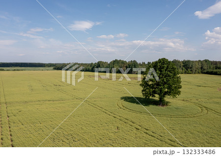 rural landscape with lonely trees in the middle of a green agricultural field on a sunny day 132333486