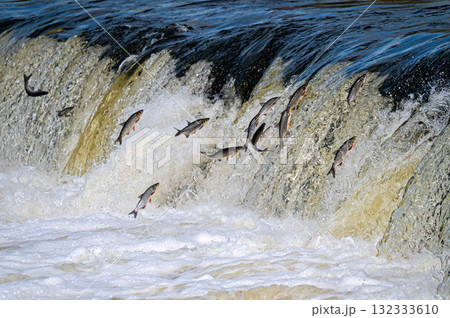 The Venta Rapid waterfall in May with fish jumping out of the water in Kuldiga in Latvia 132333610
