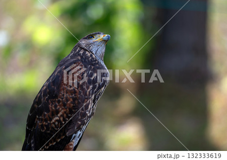 Hawk portrait closeup isolated on defocused natural background with copy space. Hawk portrait closeup isolated on defocused natural background with copy space. 132333619