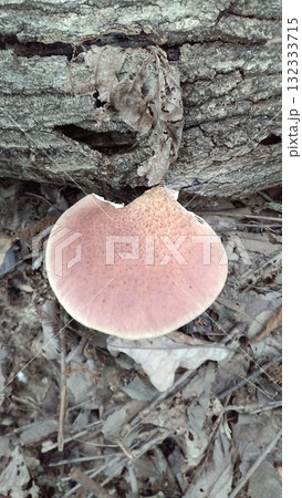 ツキヨタケ 132333715