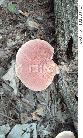 ツキヨタケ 132333717