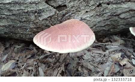 ツキヨタケ 132333718