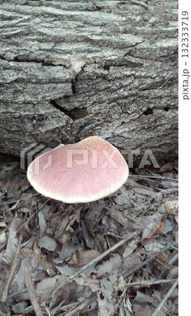 ツキヨタケ 132333719