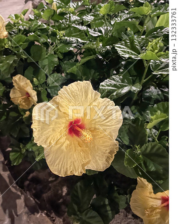 夜に咲くハイビスカス 夜に咲くハイビスカス 132333761