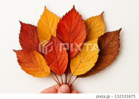 hand holding vibrant autumn leaves in shades of red, yellow and brown isolated on white background, symbolizing fall season. hand holding vibrant autumn leaves in shades of red, yellow and brown isolated on white background, symbolizing fall season. 132333875