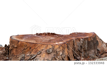 Closeup view of a tree stump with a weathered surface isolated over a white background Closeup view of a tree stump with a weathered surface isolated over a white background 132333948