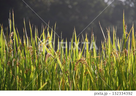 朝露に濡れる稲穂 132334392