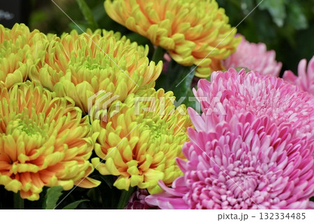 黄色とピンクのカラフルな菊の花 132334485